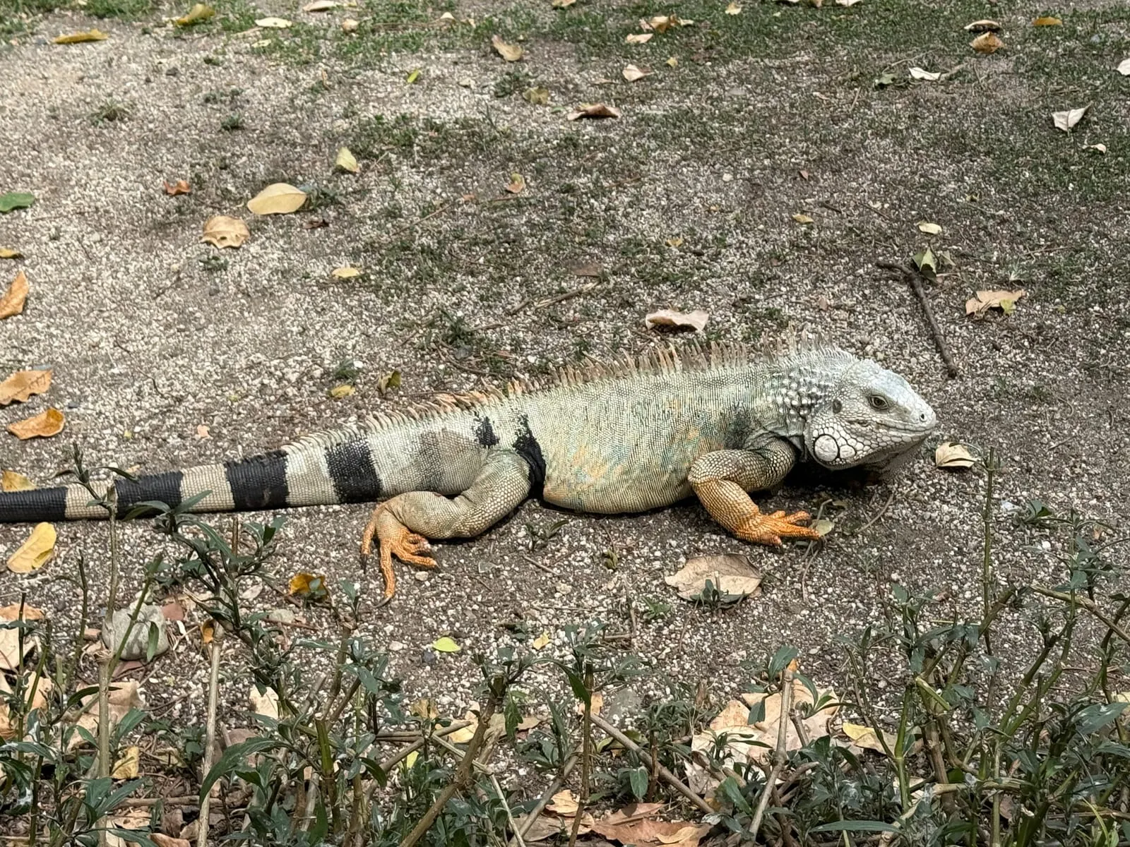 A big iguana with a black-banded tail sunning itself on a gravel path.