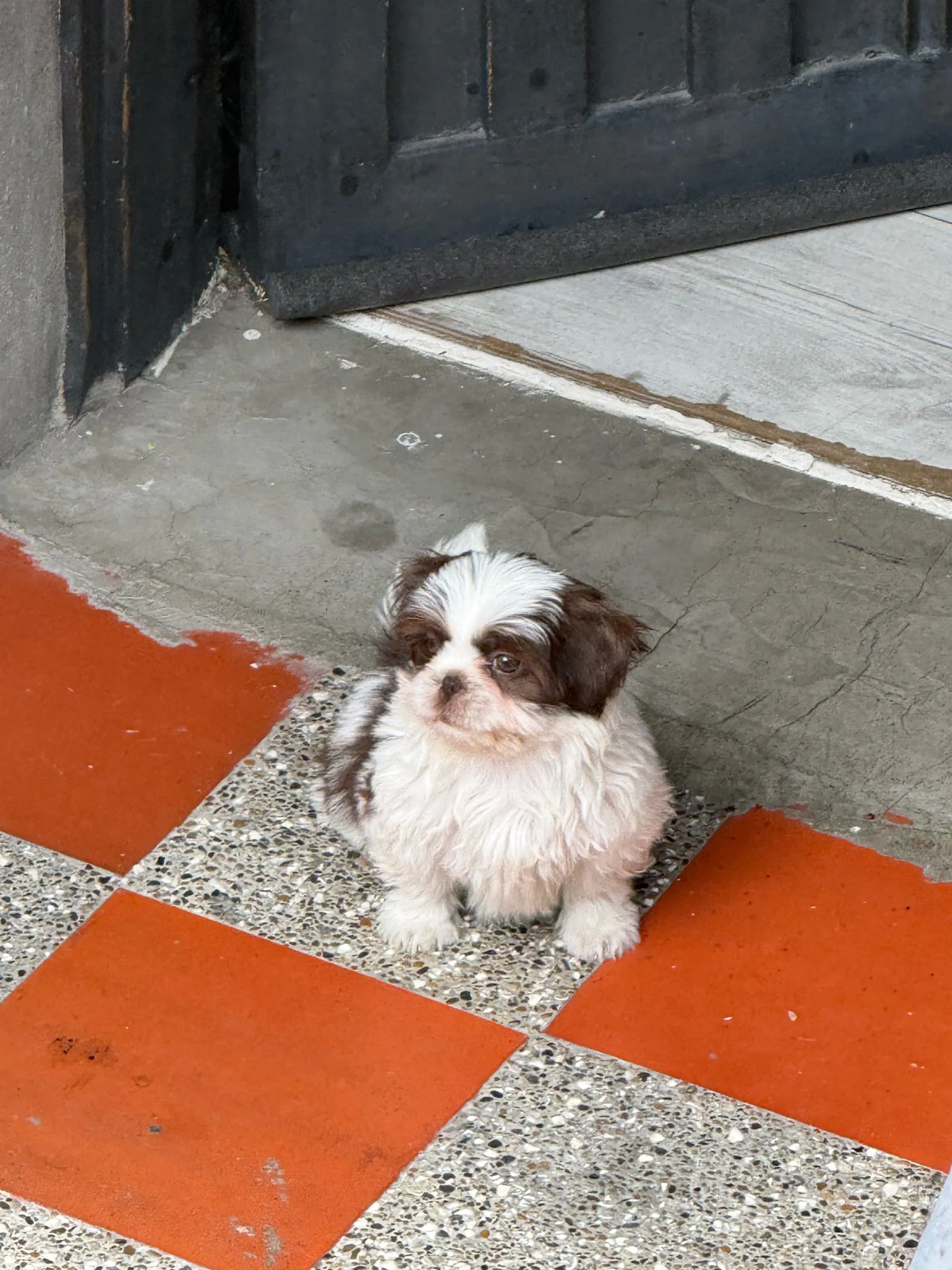 A fluffy brown and white puppy sitting in a doorway on orange and speckled tile.