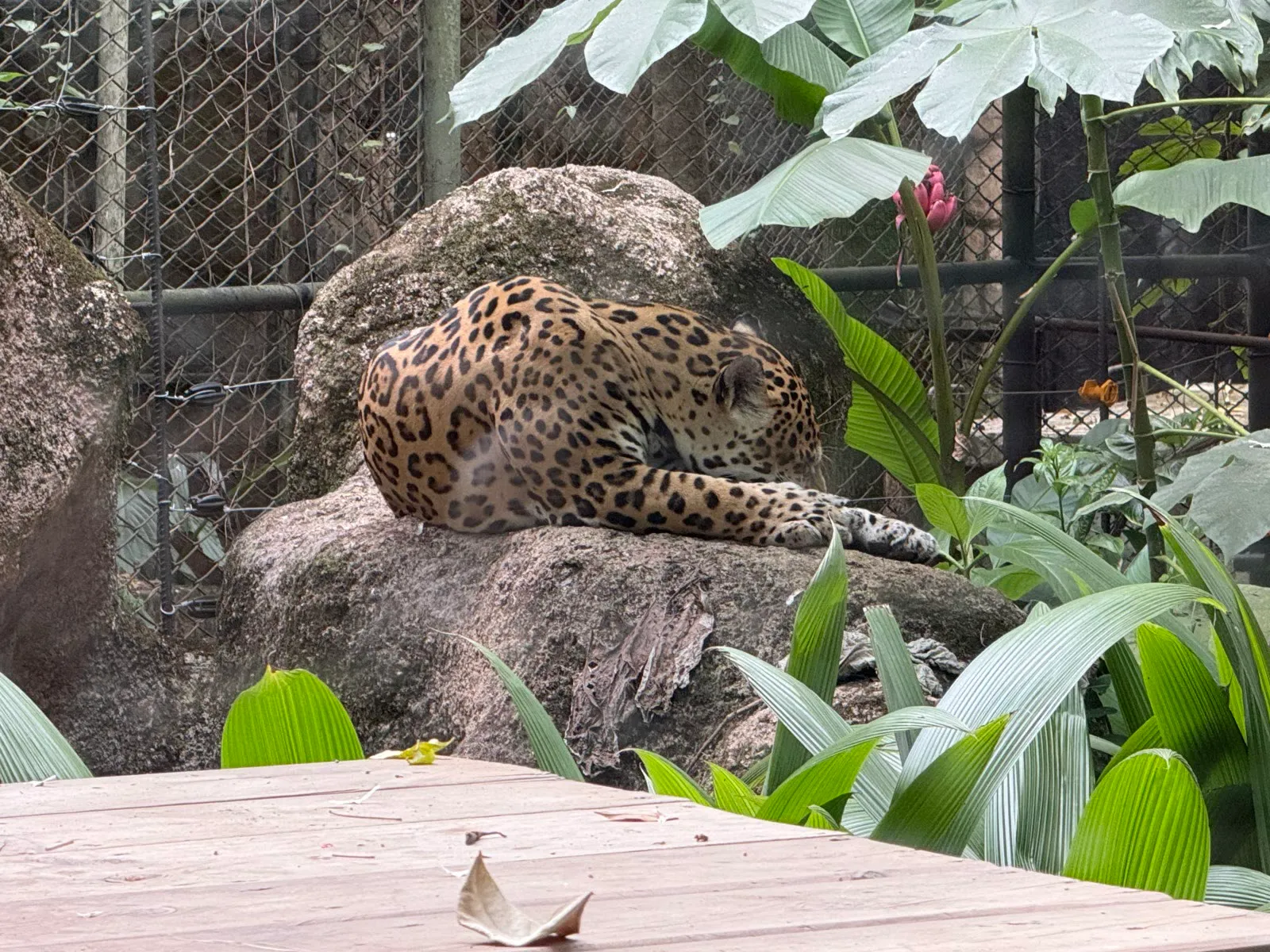 A jaguar resting on a large rock among green tropical leaves at Parque de la Conservación in Medellín.